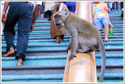 Monkey sitting on banister as people walk by, stairway, Batu Caves.