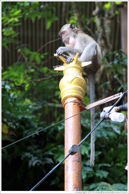 Monkey sitting on lamp post, stairway, Batu Caves.