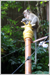 Monkey sitting on lamp post, stairway, Batu Caves.