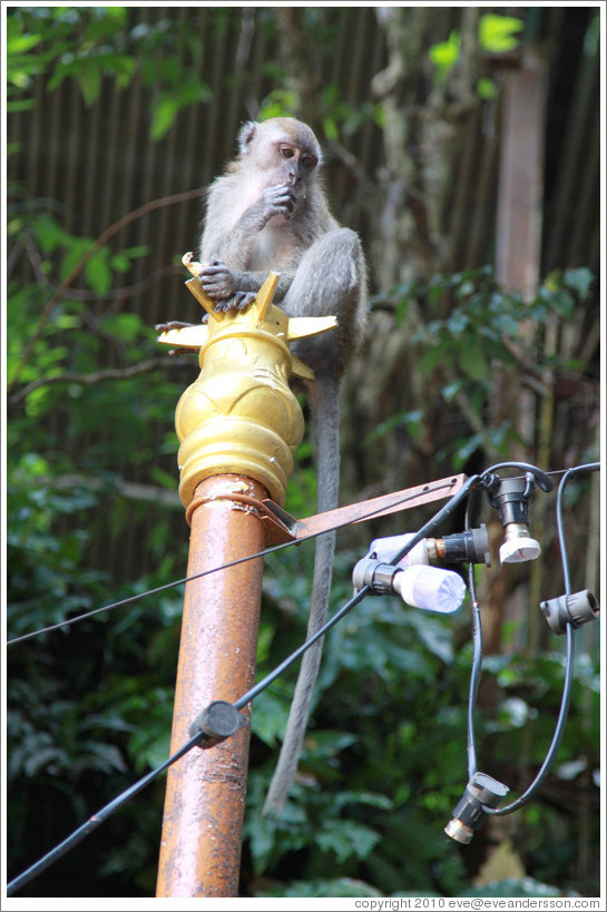 Monkey sitting on lamp post, stairway, Batu Caves.