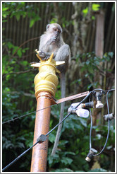 Monkey sitting on lamp post, stairway, Batu Caves.