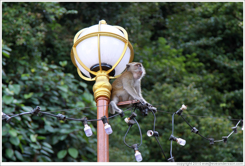Monkey sitting on lamp post, stairway, Batu Caves.