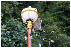 Monkey sitting on lamp post, stairway, Batu Caves.