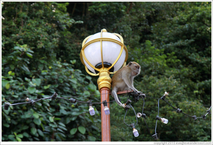 Monkey sitting on lamp post, stairway, Batu Caves.