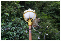 Monkey sitting on lamp post, stairway, Batu Caves.