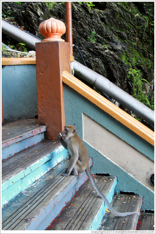 Monkey sitting on stairway, Batu Caves.