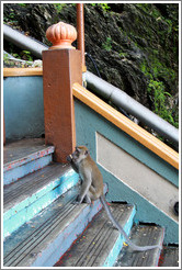 Monkey sitting on stairway, Batu Caves.