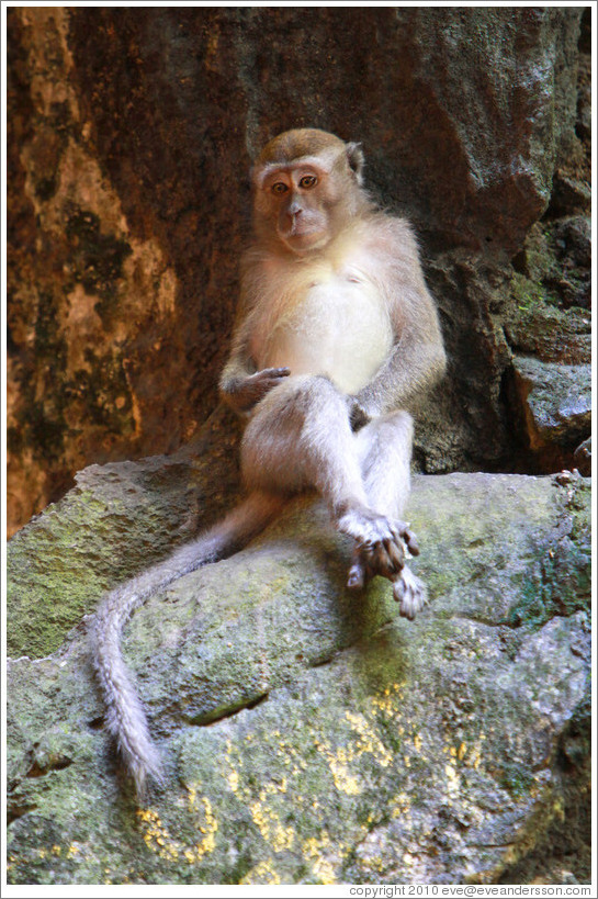 Monkey sitting, Batu Caves.