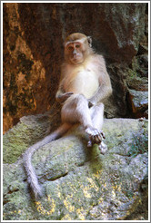 Monkey sitting, Batu Caves.