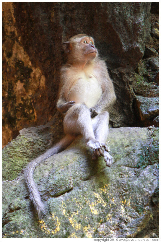 Monkey sitting, Batu Caves.