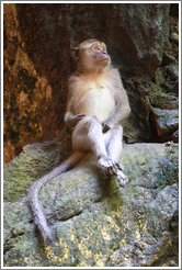 Monkey sitting, Batu Caves.