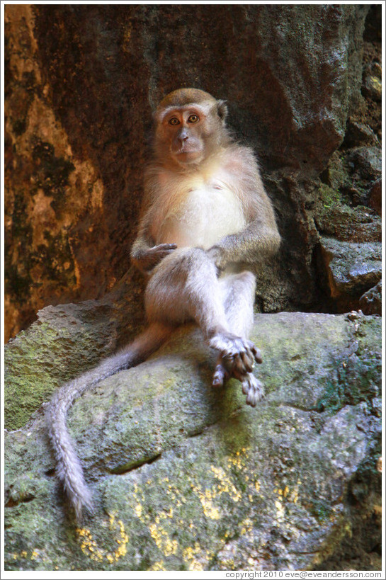 Monkey sitting, Batu Caves.