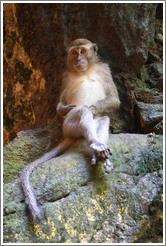 Monkey sitting, Batu Caves.