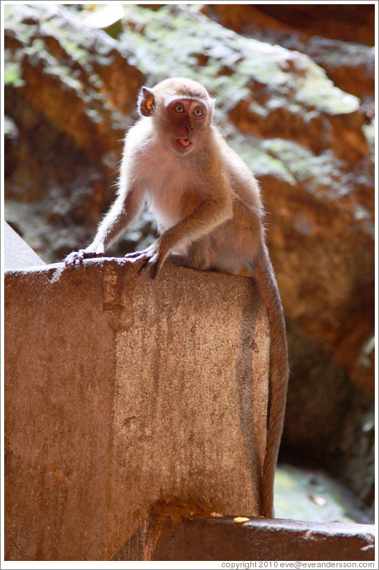 Monkey sticking out tongue, Batu Caves.