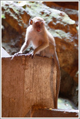 Monkey sticking out tongue, Batu Caves.