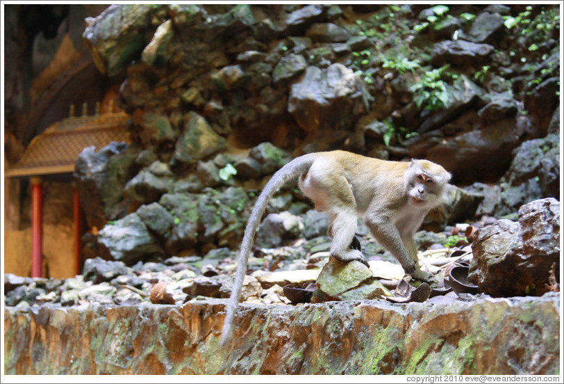 Monkey walking, Batu Caves.
