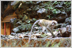 Monkey walking, Batu Caves.