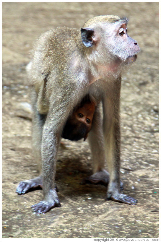 Mother and child monkeys, Batu Caves.