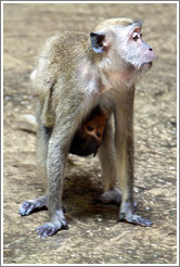 Mother and child monkeys, Batu Caves.