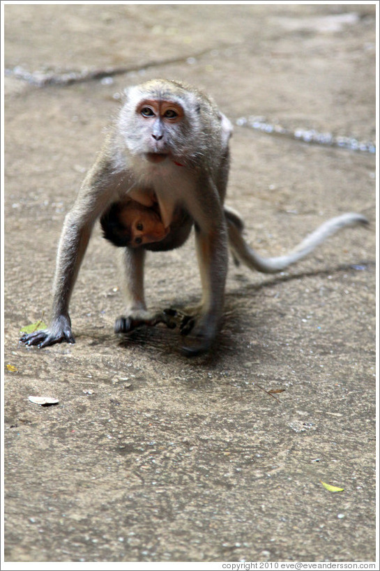 Mother and child monkeys, Batu Caves.