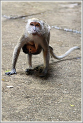 Mother and child monkeys, Batu Caves.