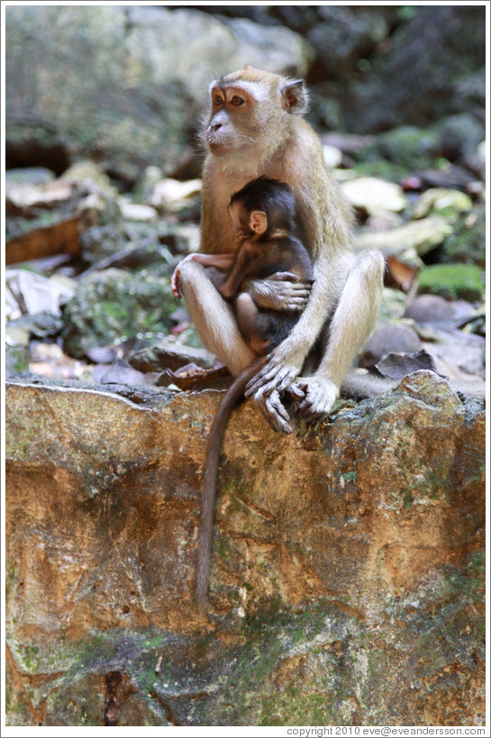 Mother and child monkeys, Batu Caves.