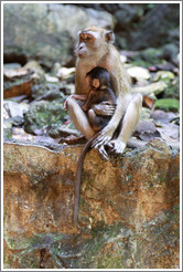 Mother and child monkeys, Batu Caves.