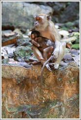 Mother and child monkeys, Batu Caves.