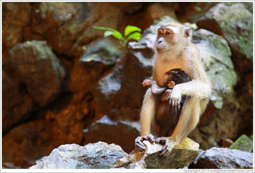 Mother and child monkeys, Batu Caves.