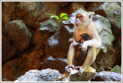 Mother and child monkeys, Batu Caves.