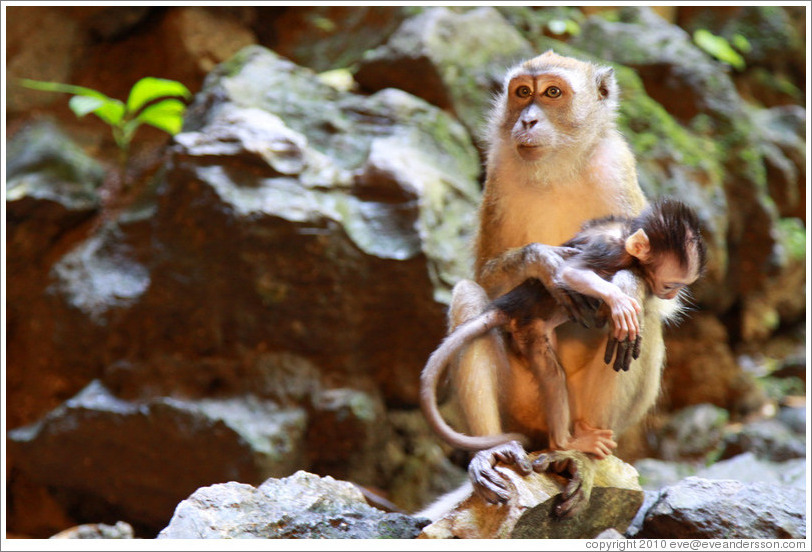 Mother and child monkeys, Batu Caves.