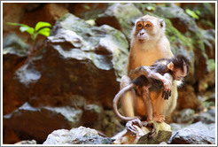 Mother and child monkeys, Batu Caves.