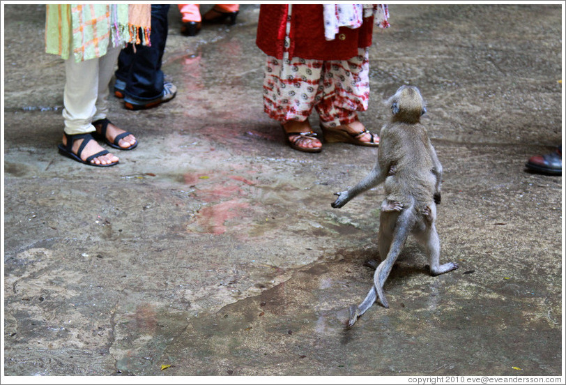 Mother and child monkeys begging for food, Batu Caves.