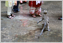 Mother and child monkeys begging for food, Batu Caves.