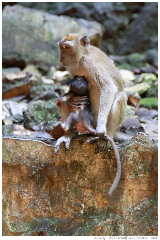 Mother and child monkeys, Batu Caves.  The mother is holding the child's tail to keep him from running off.