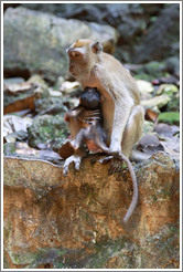 Mother and child monkeys, Batu Caves.  The mother is holding the child's tail to keep him from running off.