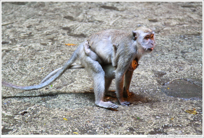 Mother and child monkeys, Batu Caves.