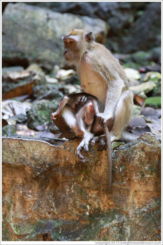 Mother and child monkeys, Batu Caves.  The mother is holding the child's tail to keep him from running off.