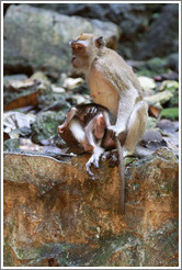 Mother and child monkeys, Batu Caves.  The mother is holding the child's tail to keep him from running off.