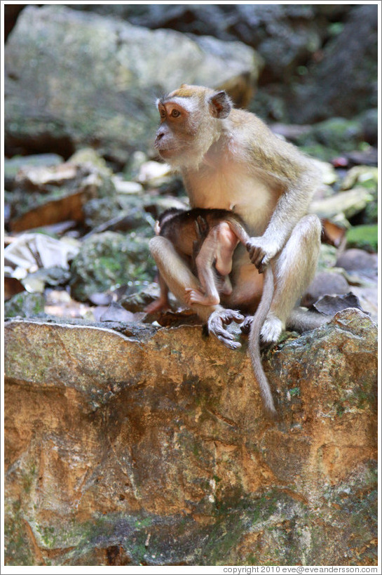 Mother and child monkeys, Batu Caves.  The mother is holding the child's tail to keep him from running off.