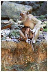 Mother and child monkeys, Batu Caves.  The mother is holding the child's tail to keep him from running off.