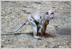 Mother and child monkeys, Batu Caves.