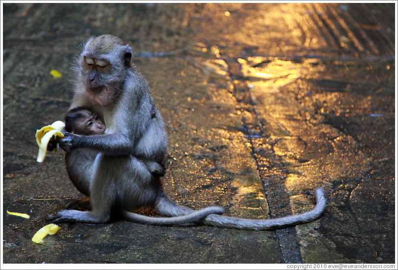 Mother and child monkeys with banana, Batu Caves.