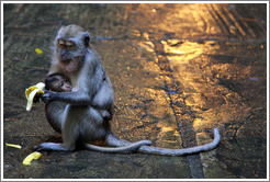 Mother and child monkeys with banana, Batu Caves.