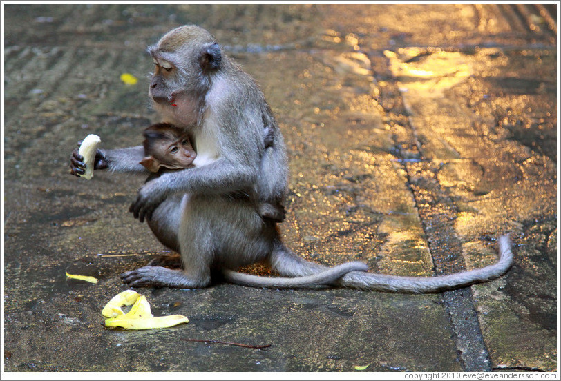 Mother and child monkeys with banana, Batu Caves.