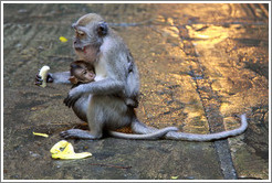 Mother and child monkeys with banana, Batu Caves.