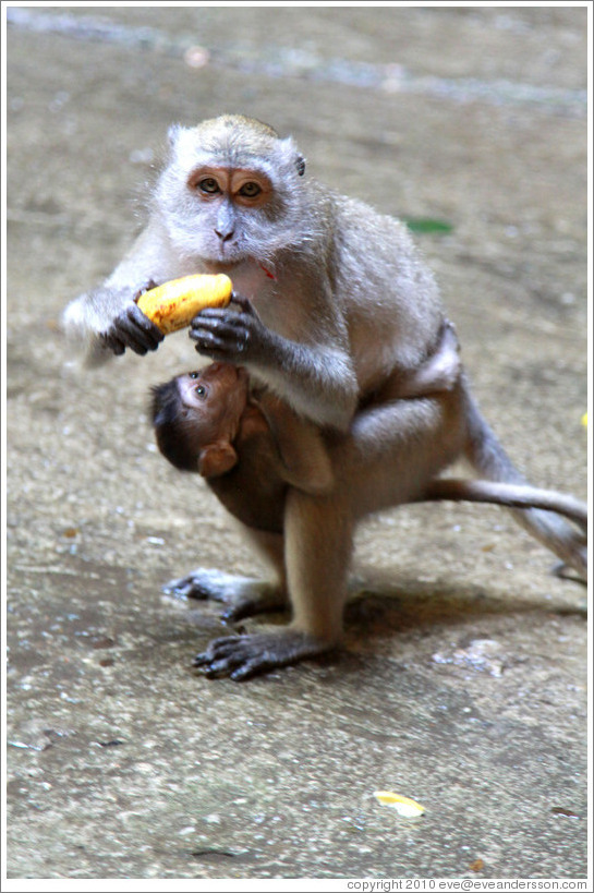 Mother and child monkeys with banana, Batu Caves.