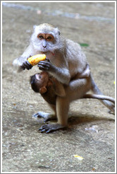 Mother and child monkeys with banana, Batu Caves.