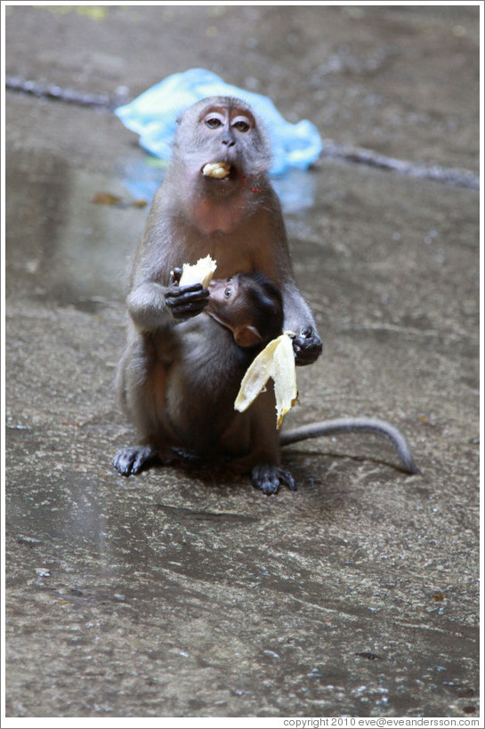 Mother and child monkeys with banana, Batu Caves.