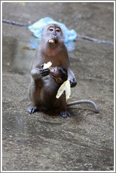 Mother and child monkeys with banana, Batu Caves.